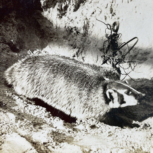 Antique 1907 American Badger Caught, Lind Washington Stereoview Photo Card P3766