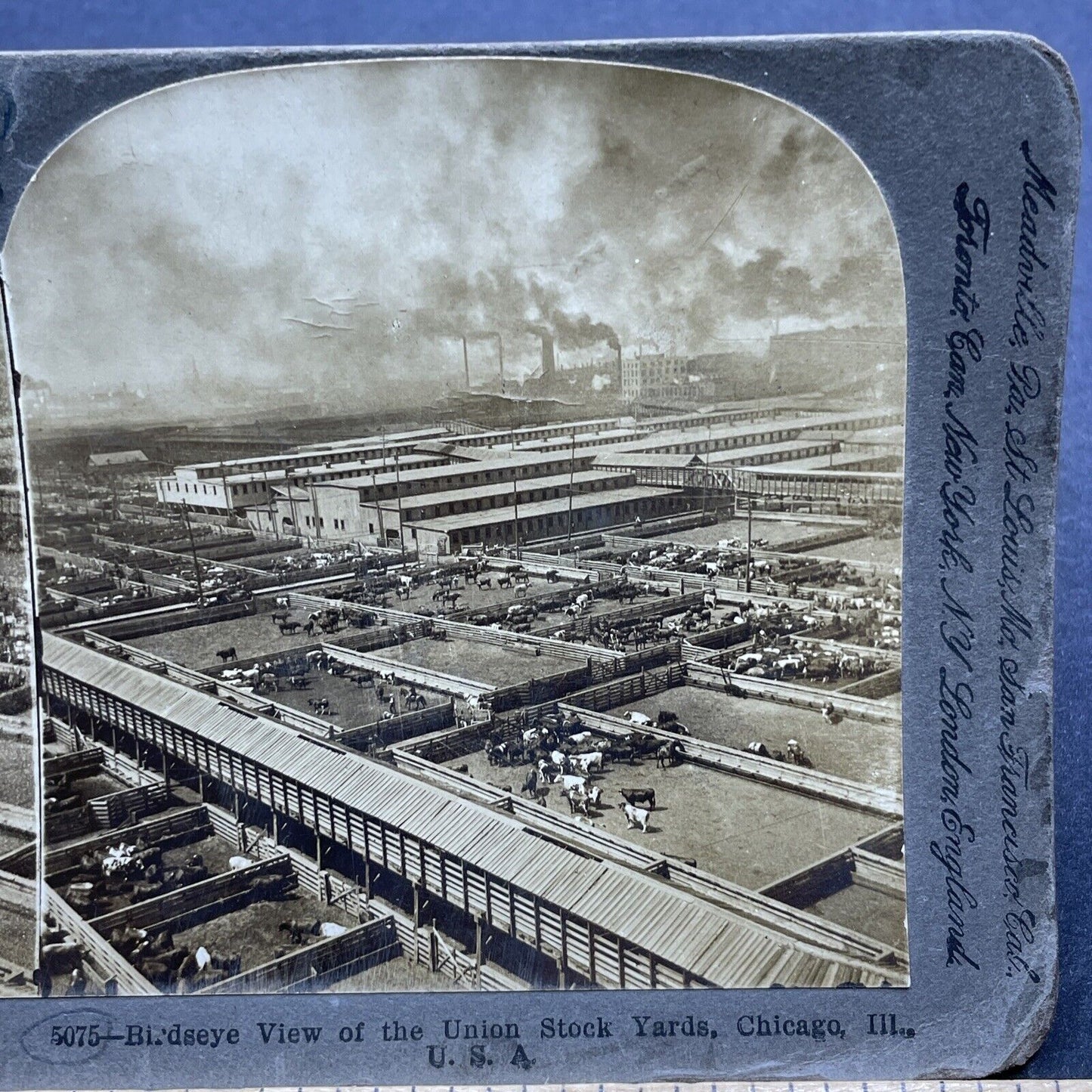 Antique 1897 Cattle Stockyards Chicago *GRAFFITI* Stereoview Photo Card P1842