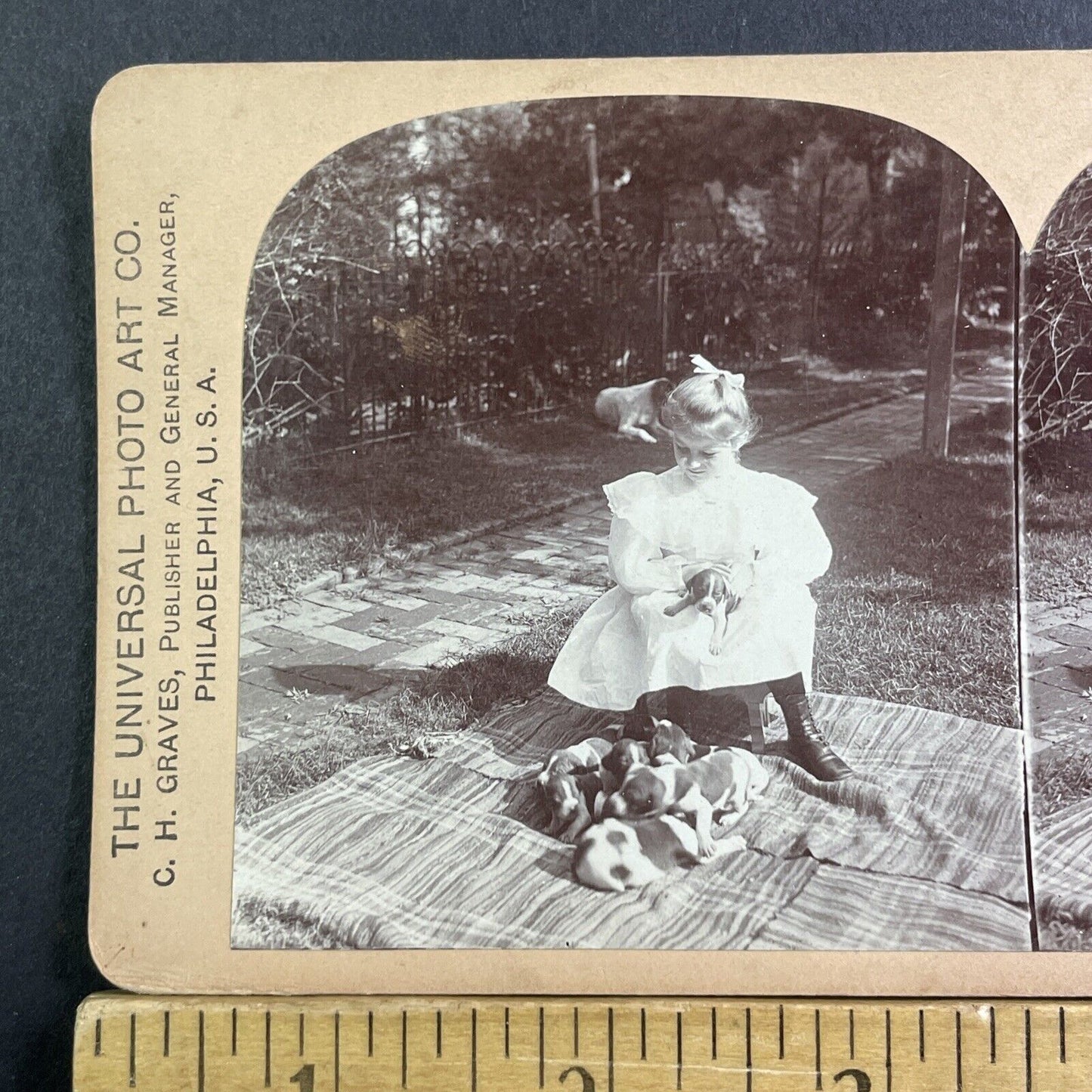 Girl With Beagle Dog Puppies Stereoview CH Graves Antique c1896 X1528