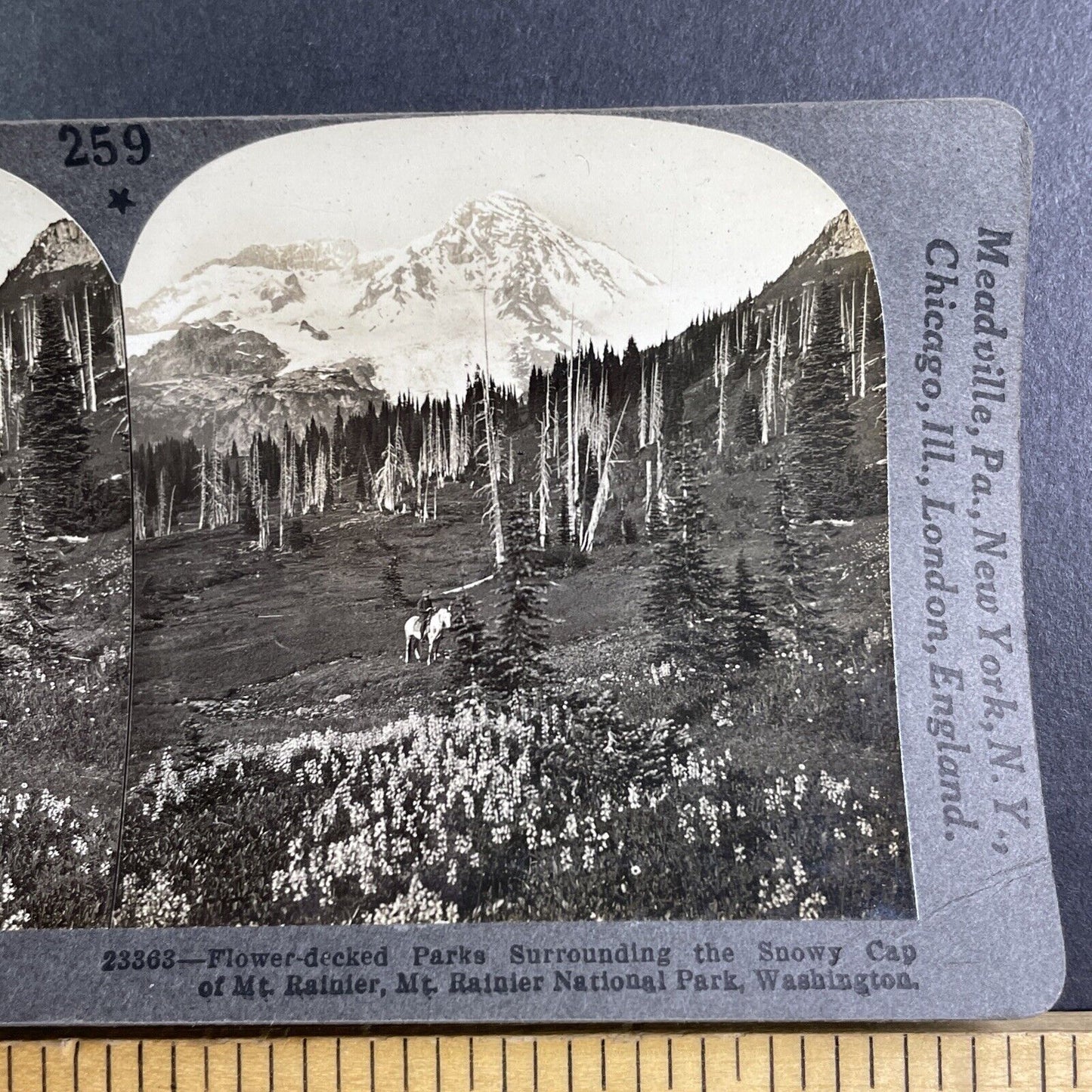 Dead Trees at Mount Rainier Washington Stereoview Antique c1910s Y1180