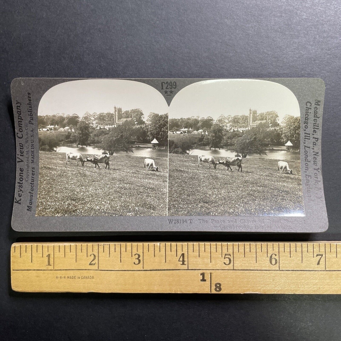 Antique 1918 Cattle In Carisbrooke Isle Of Wight Stereoview Photo Card P1438