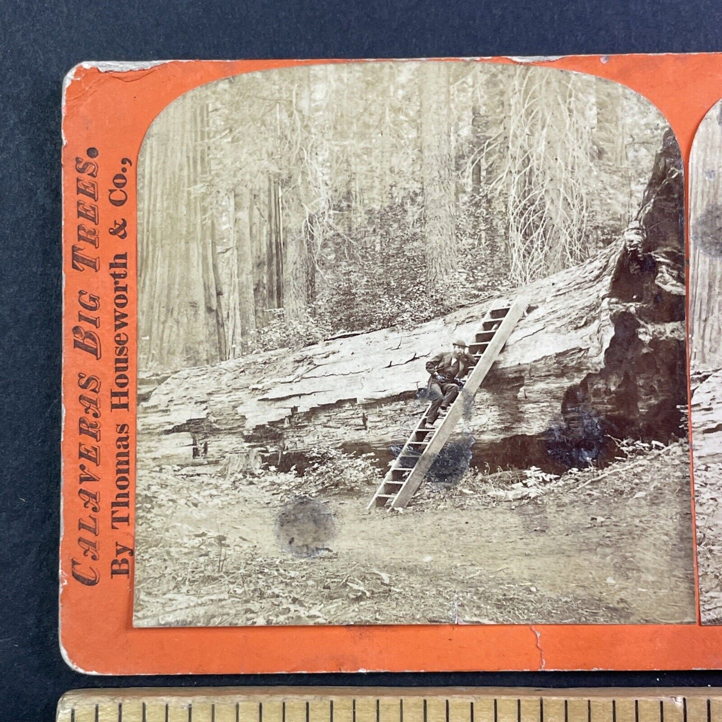 Thomas Houseworth Self-Portrait Stereoview Big Trees Calaveras CA c1869 X3737