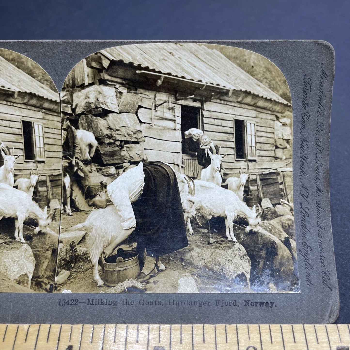 Antique 1903 Teenager Milking Goat Hardanger Norway Stereoview Photo Card P1956