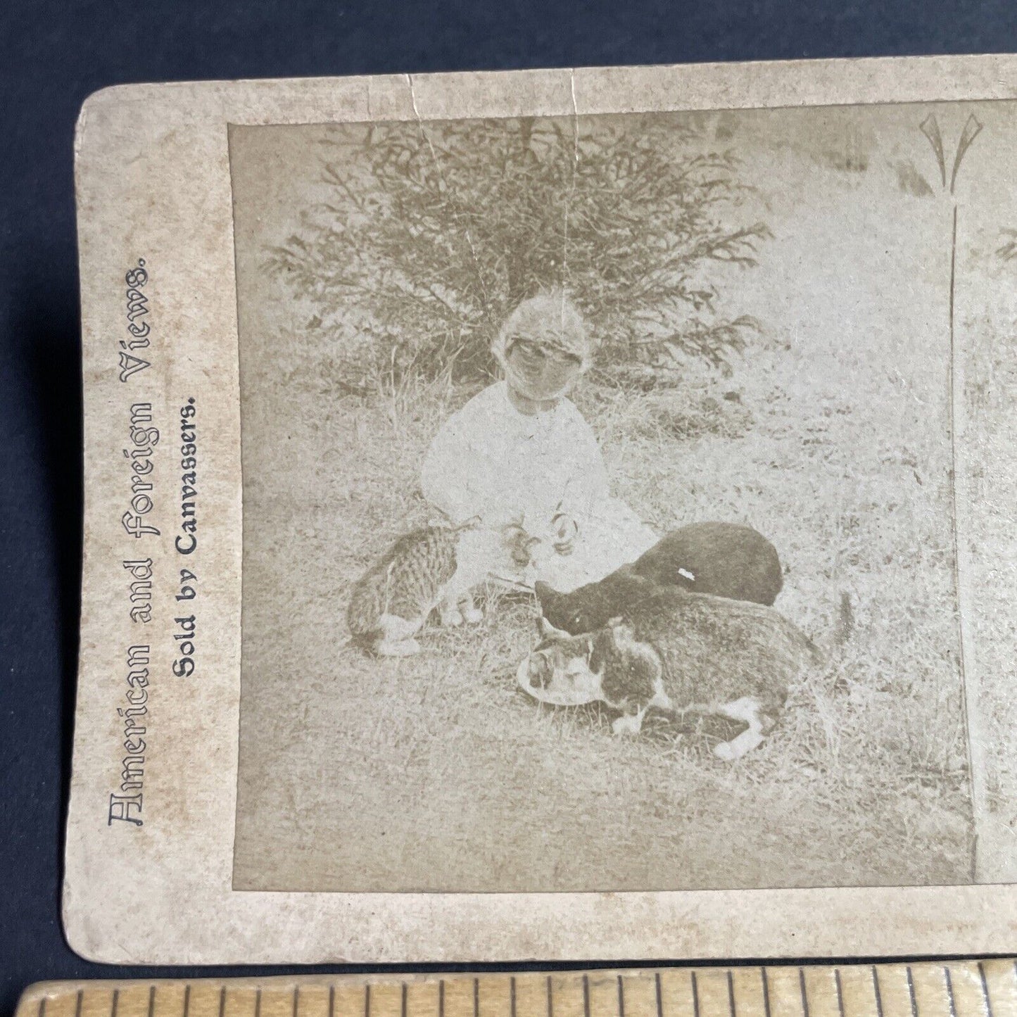 Antique 1880s Child Feeds Cats A Dish Of Milk Stereoview Photo Card P4659