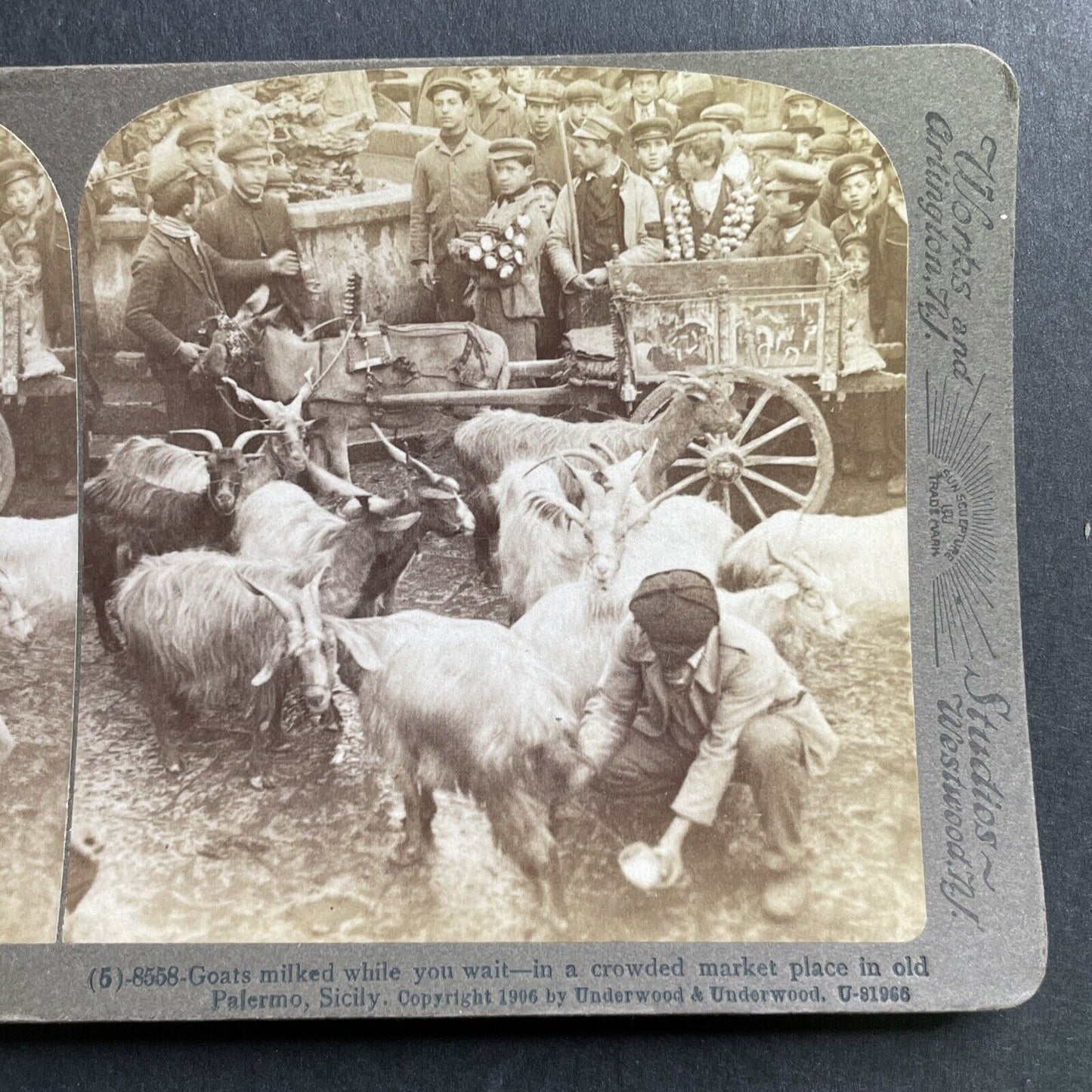 Antique 1906 Milking Goats Palermo Italy Stereoview Photo Card P1636