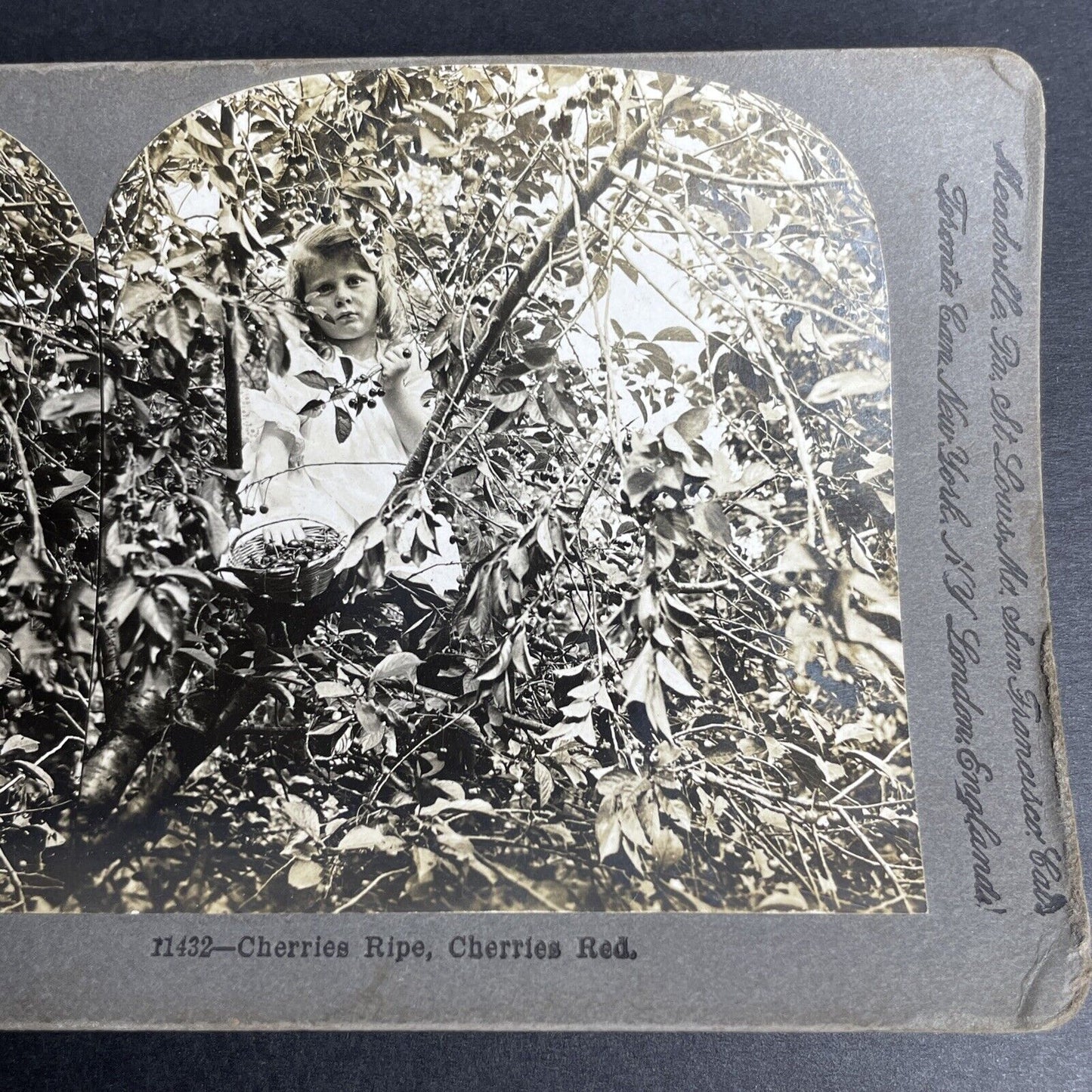 Antique 1902 A Young Girl Picking Red Cherries Stereoview Photo Card P1044