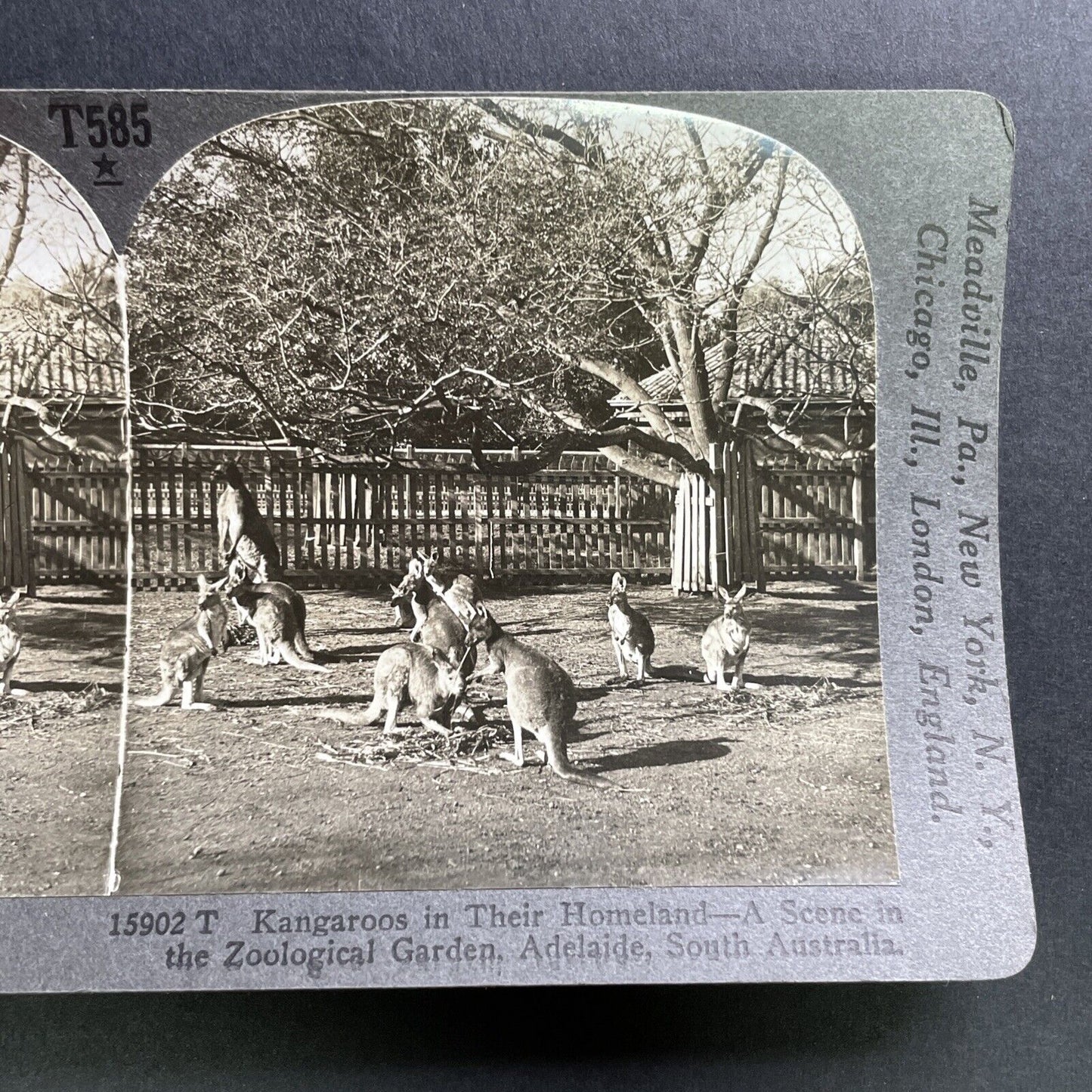 Antique 1918 Kangaroos In Adelaide Australia Stereoview Photo Card P1750