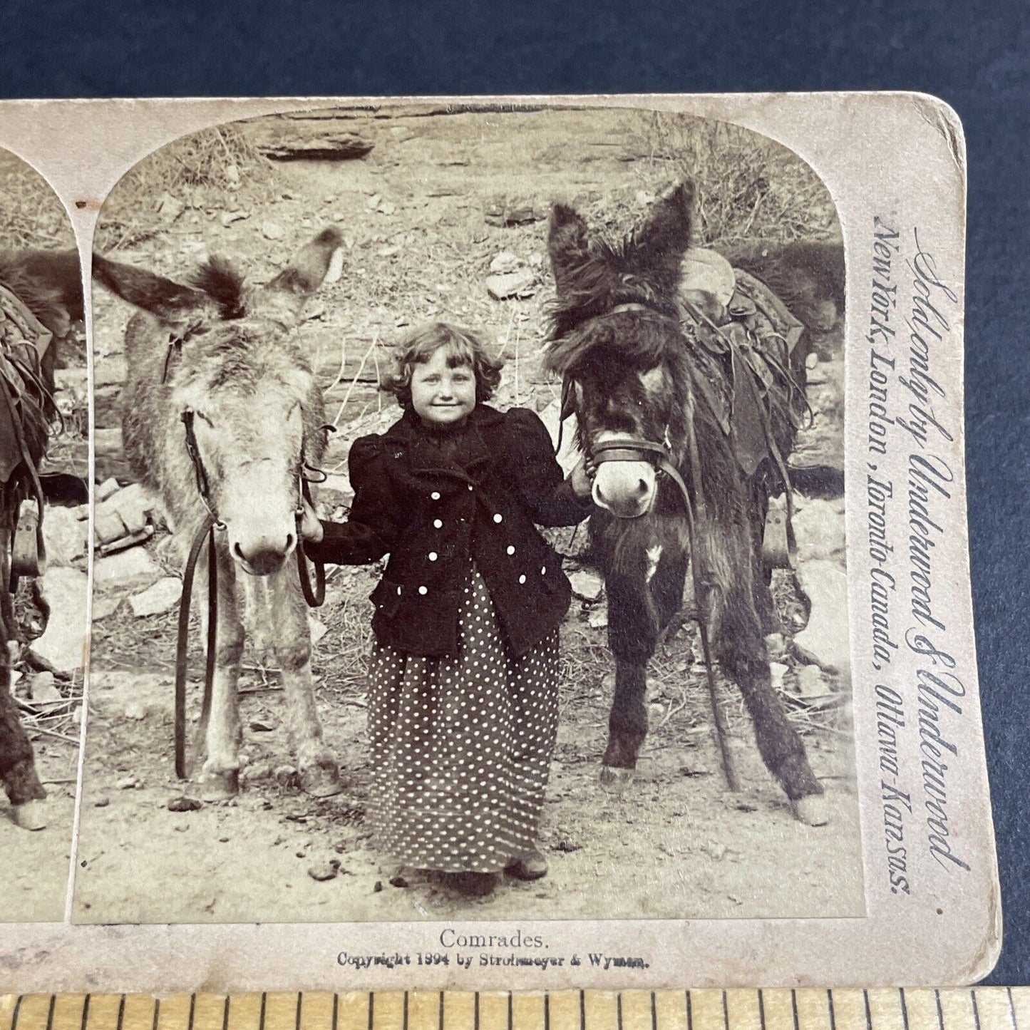 Antique 1894 Little Girl With Two Prize Donkeys Stereoview Photo Card P4317