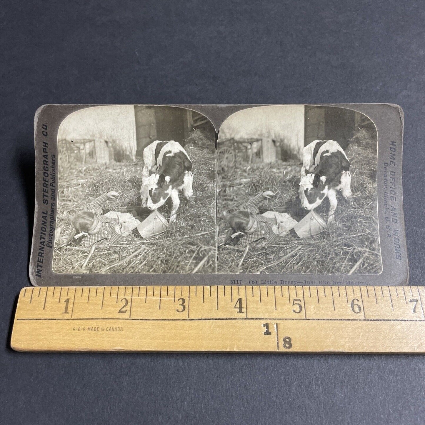 Antique 1901 Calf Rams Pushes A Little Girl In Barn Stereoview Photo Card P4316