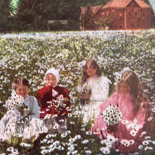 Antique 1905 Children Picking Daisies In A Field Stereoview Photo Card P1255