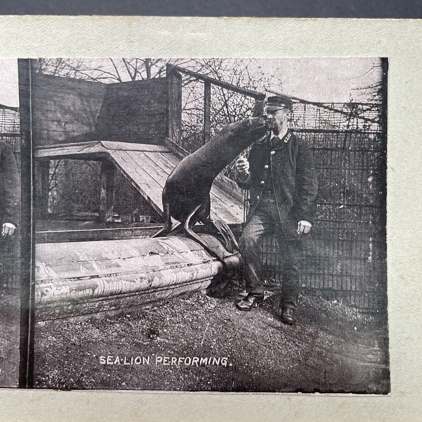 Antique 1880s Circus Tamer & Sea Lion At London Zoo Stereoview Photo Card P1681