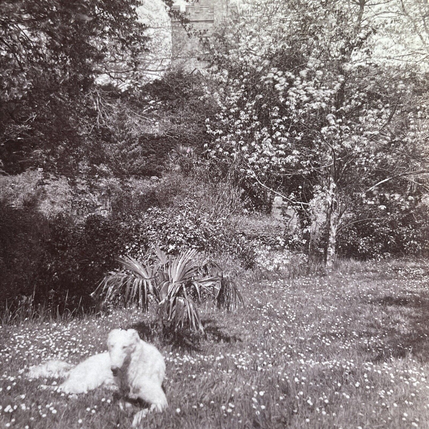 Antique 1900 English Wolfhound Guards Hastings UK Stereoview Photo Card P1277