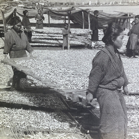 Antique 1905 Millions Of Sardines Beppu Japan Stereoview Photo Card P2115