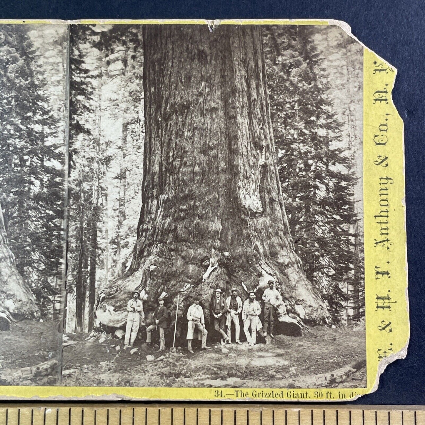 Mammoth Trees Of Yo-Semite Stereoview E&HT Anthony Antique c1870 X3708