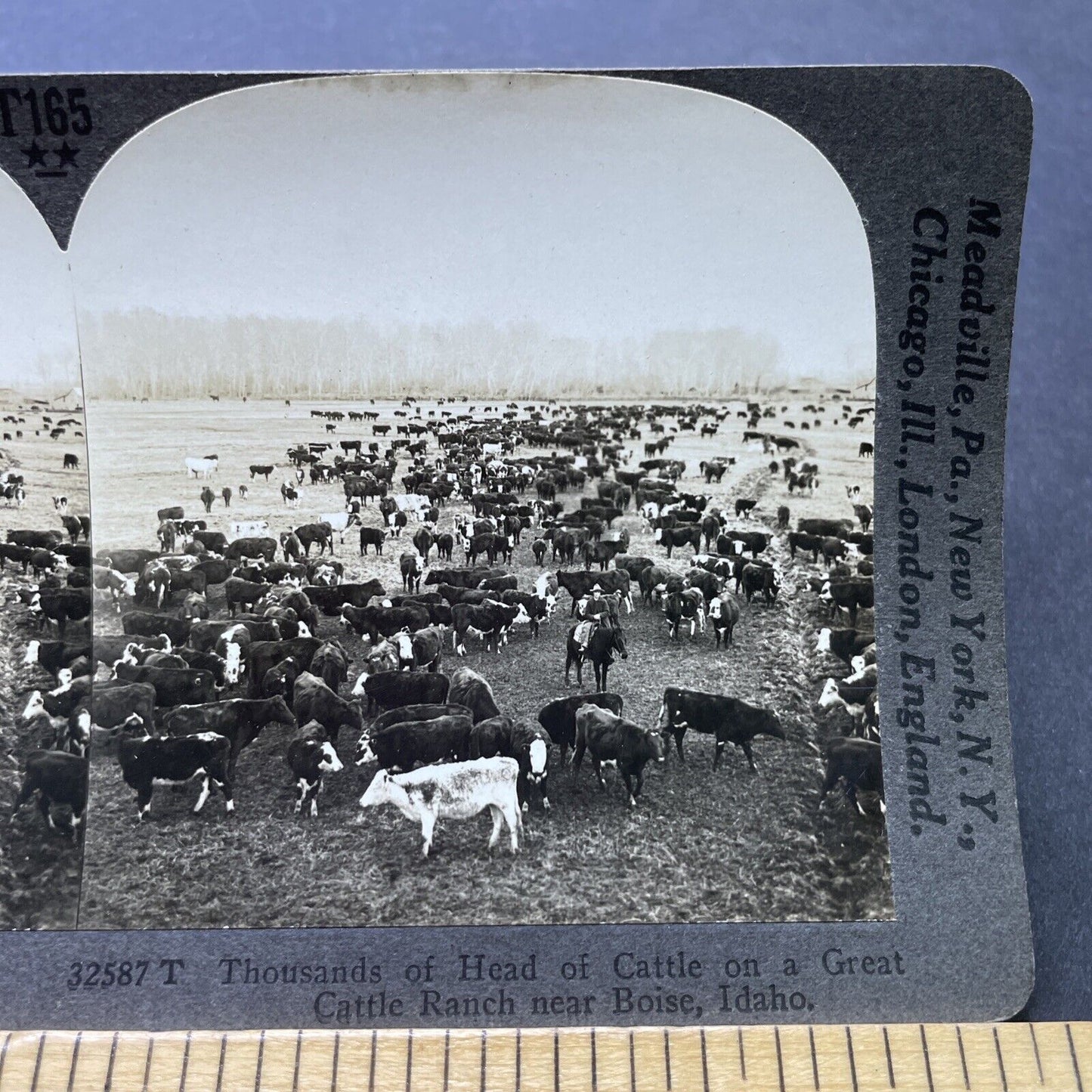 Antique 1910s Cattle Cow Ranch Boise Idaho Stereoview Photo Card P2473