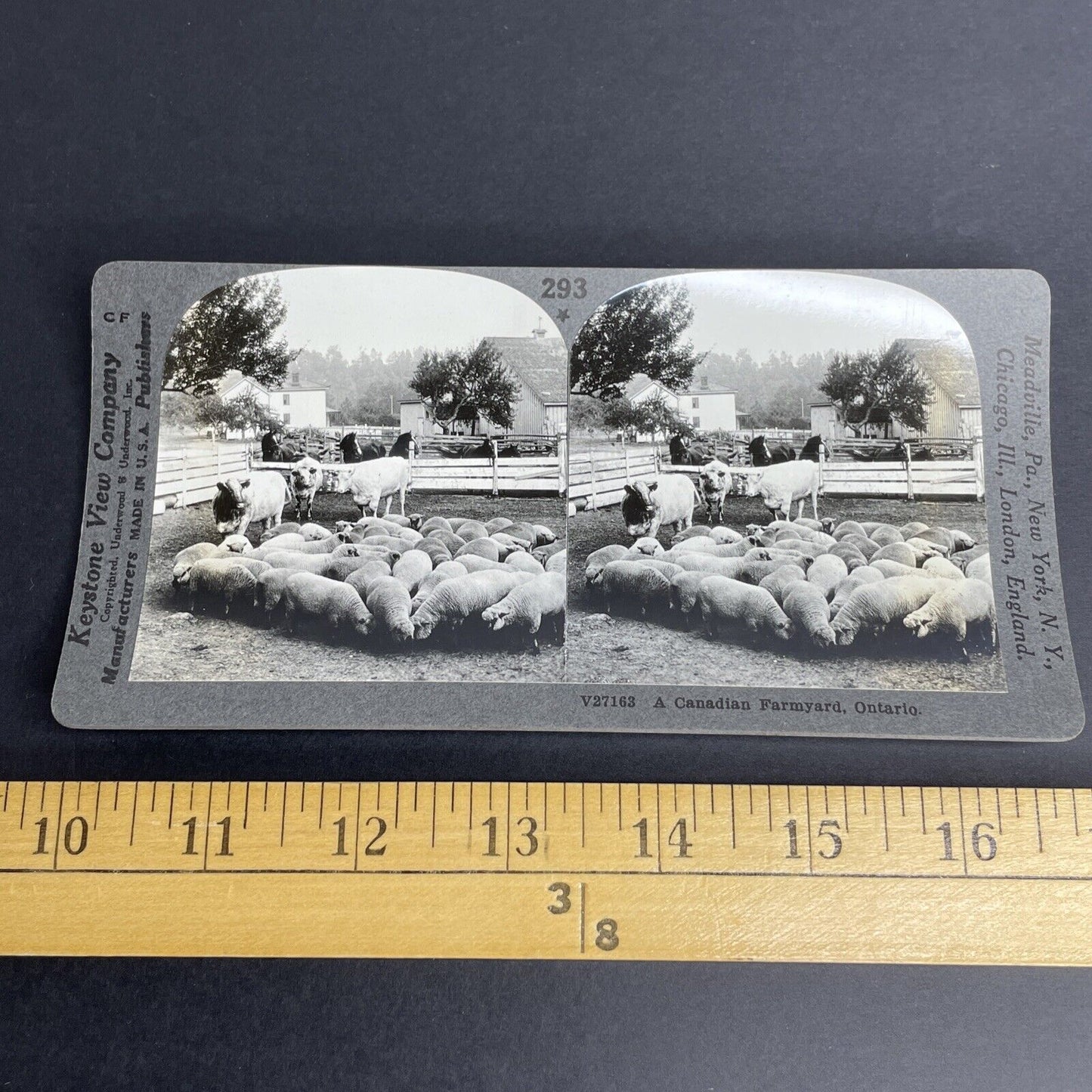 Antique 1903 Sheep And Cattle Farming Ontario Canada Stereoview Photo PC627