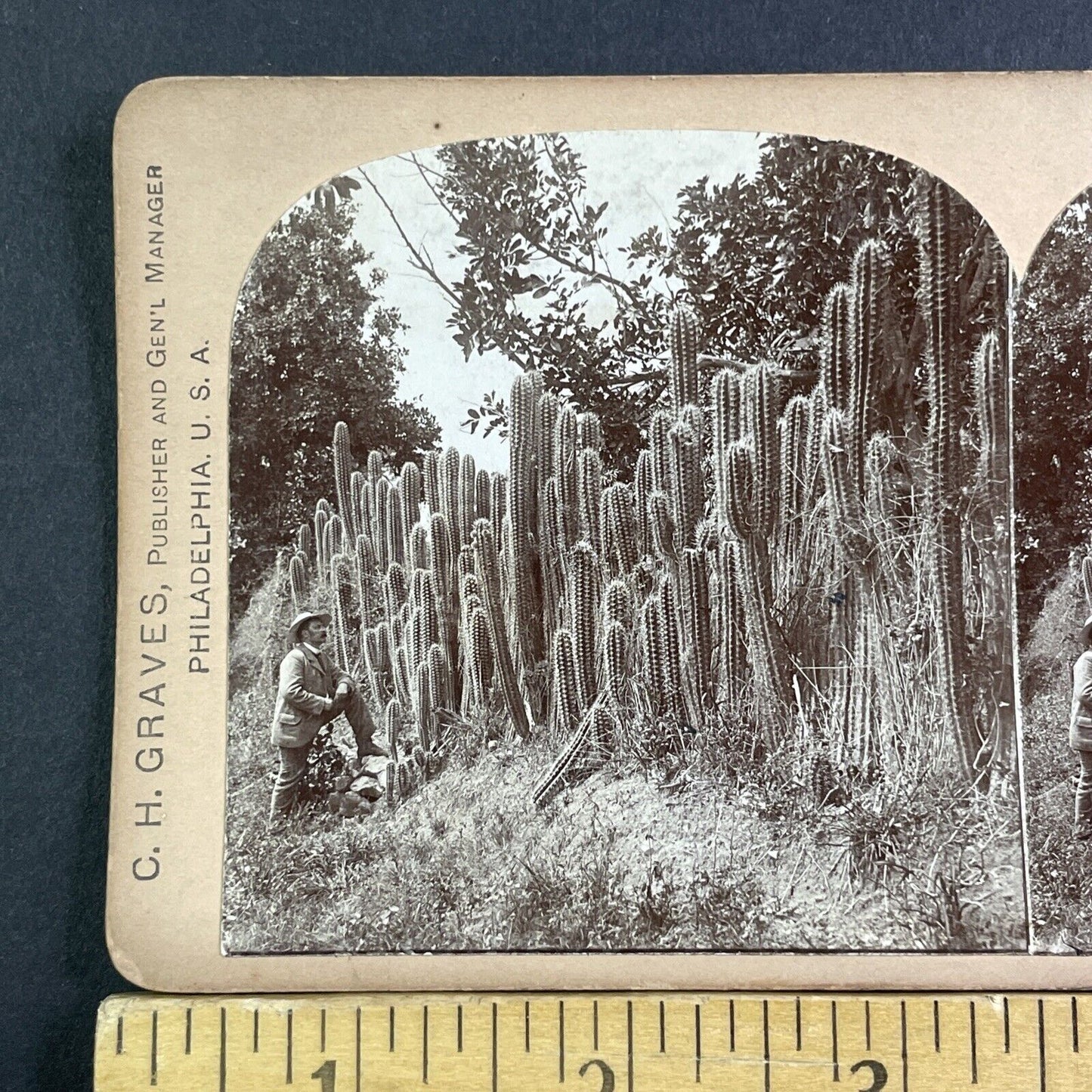 Cactus Patch In Jamaica Stereoview 16.66 Cent Backstamp Antique c1893 X2830