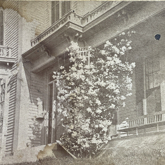 Antique 1860s Concord New Hampshire Rose Bush Stereoview Photo Card P1188