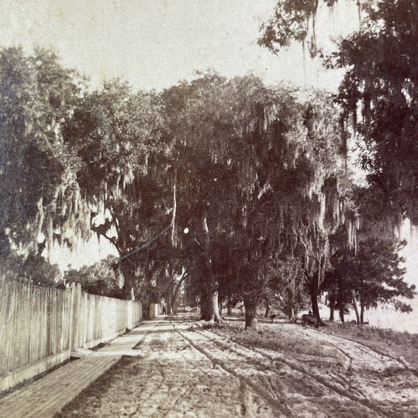 River Street Palatka Florida Stereoview J.G. Mangold Antique c1878 Y091