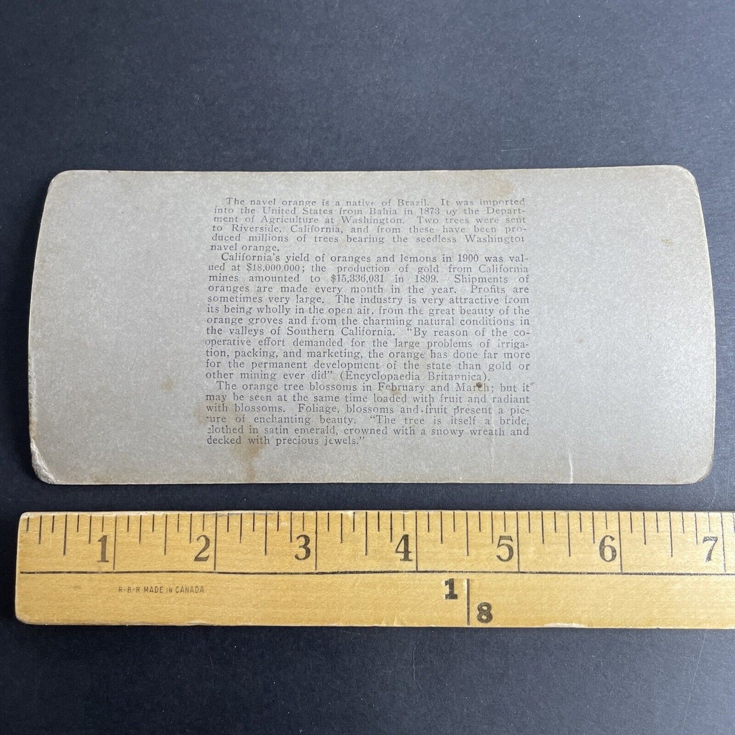 Antique 1903 Orange Tree Farm San Gabriel CA Stereoview Photo Card P1026