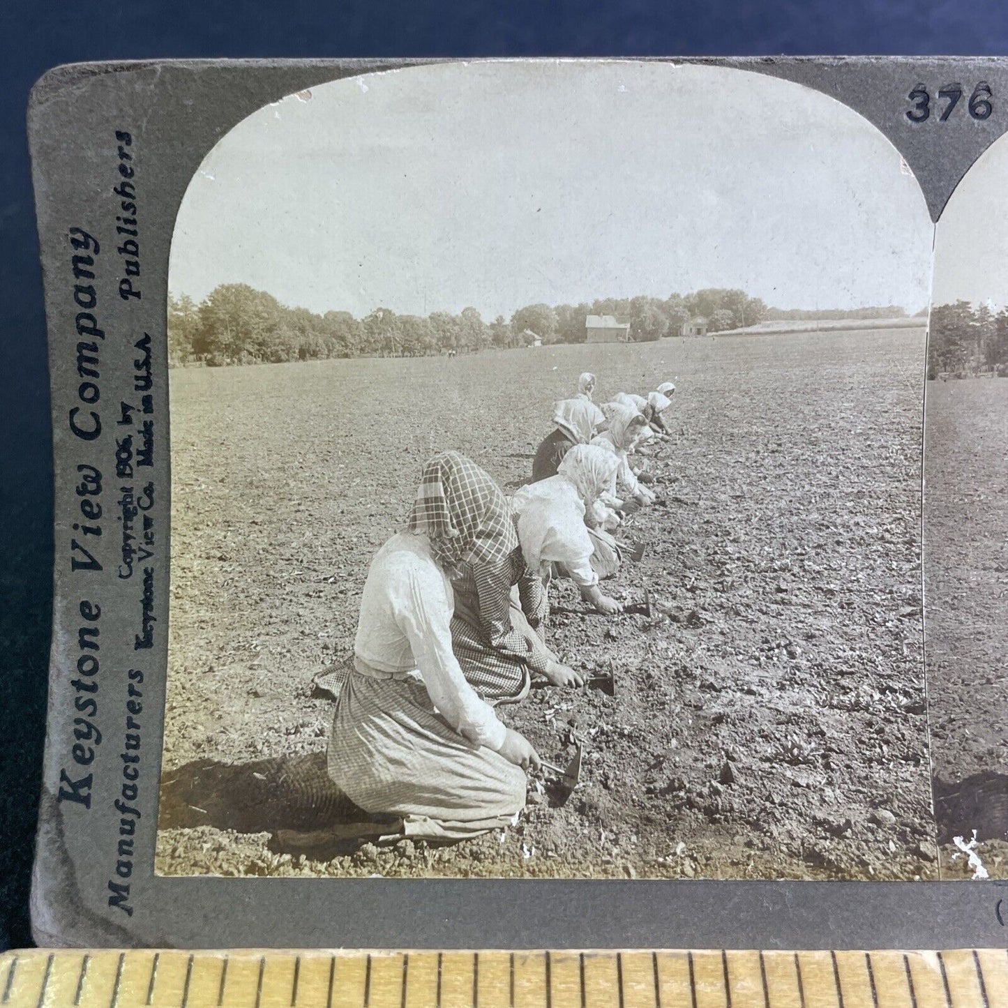 Antique 1906 Swedish Women Farm Sugar Beets Sweden Stereoview Photo Card P2142