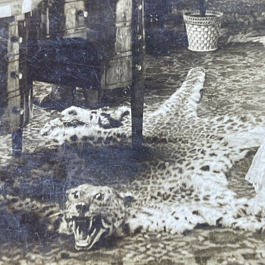 Antique 1901 Cheetah Skin Rug In Piano Room Stereoview Photo Card P2574