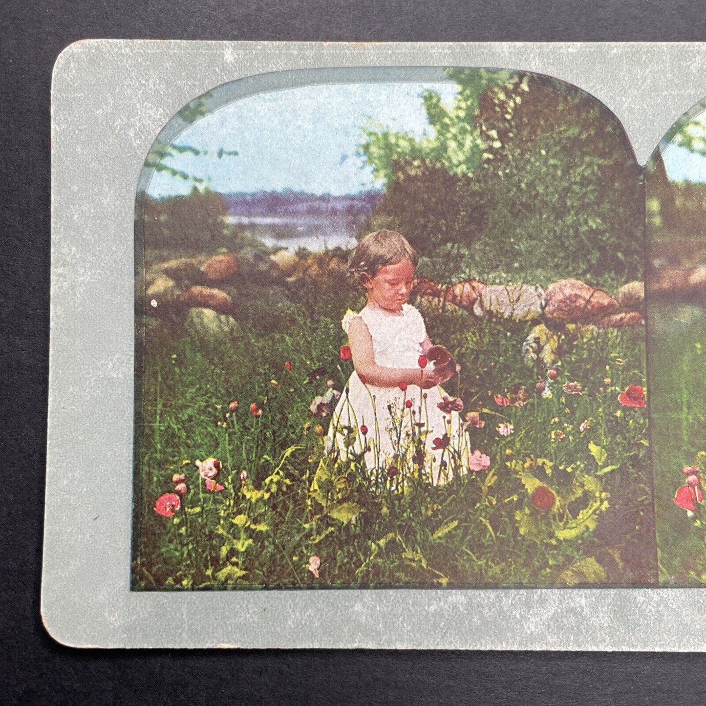 Antique 1898 Little Girl Picks Wild Poppies Stereoview Photo Card P1243