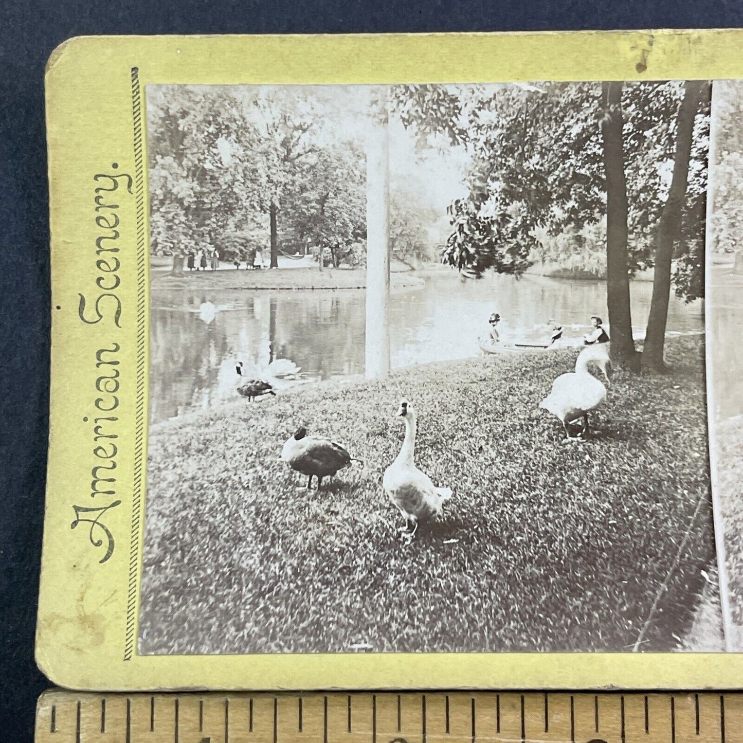 Swans In Lincoln Park Chicago Stereoview Illinois Photo Card Antique c1875 X1309