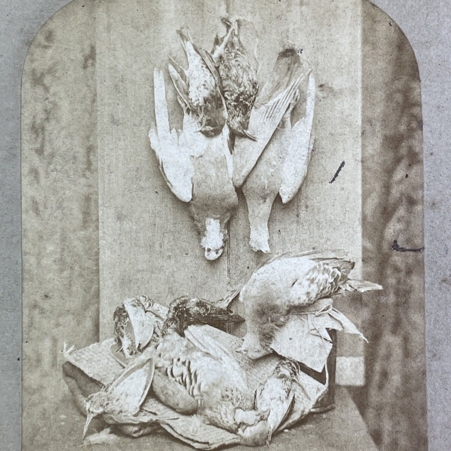 Passenger Pigeon & Other Birds On Display Stereoview Antique c1855 X3856