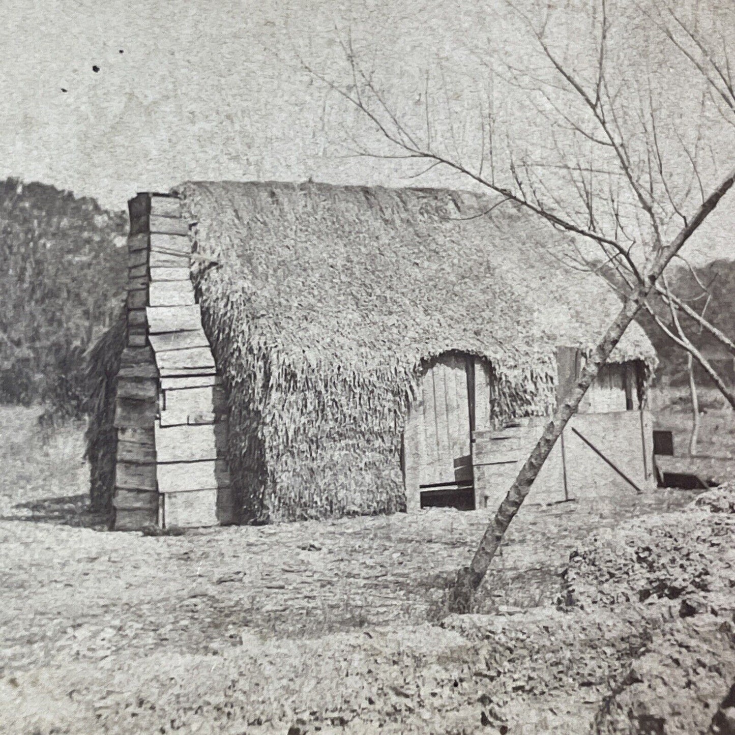 Primus Mitchell Thatched Cabin Stereoview Cumberland Island Georgia c1860 Y049