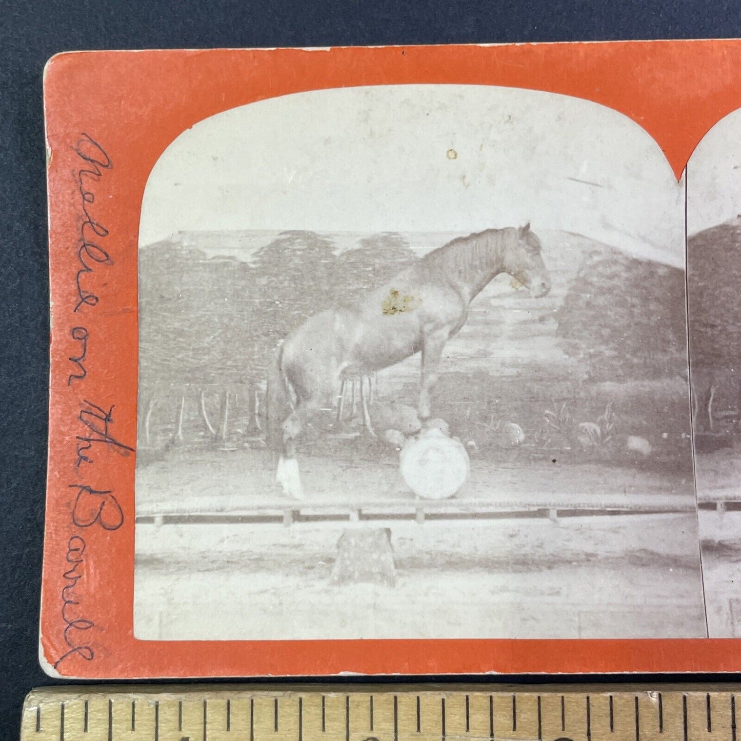 Horse Balancing on a See-Saw and a Barrel Stereoview Antique c1860s Y1308