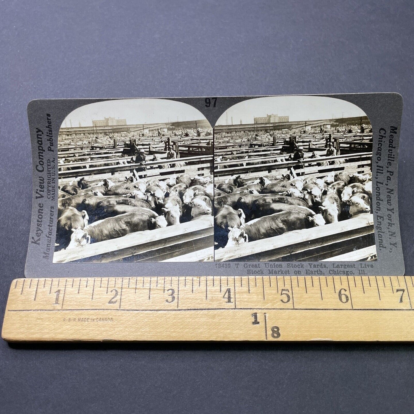 Antique 1920 Large Cattle Stockyard Chicago Illinois Stereoview Photo Card P2768