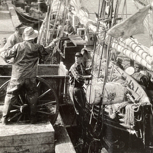 Antique 1918 Unloading Halibut Fish In Boston Harbor Stereoview Photo Card P1313