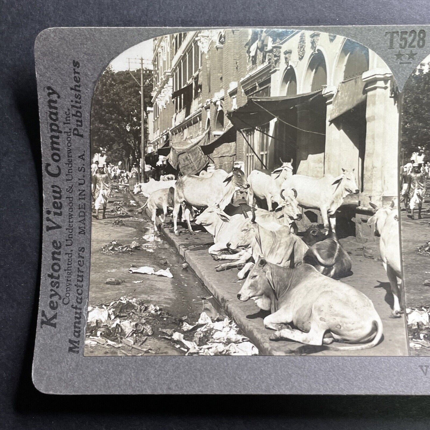 Antique 1918 Cattle On The Streets Of Calcutta India Stereoview Photo Card P1477