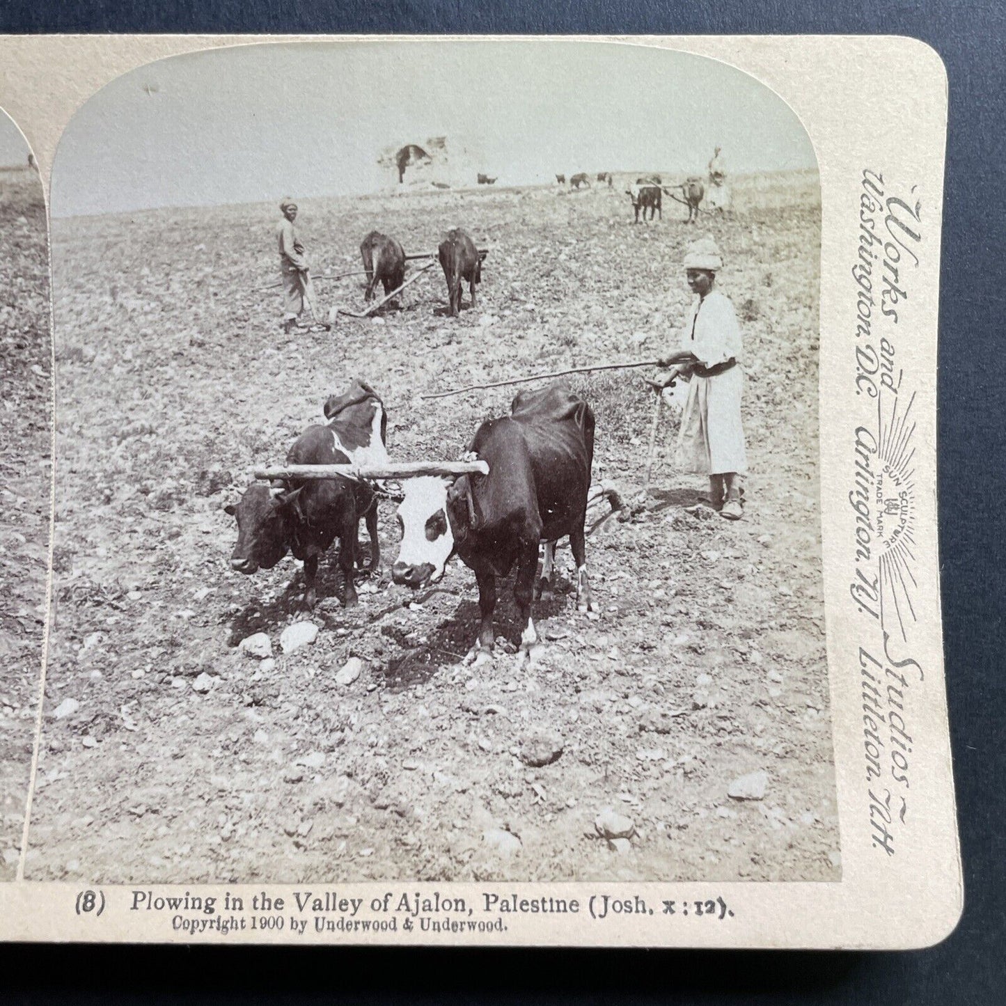 Antique 1900 Farming In Ayalon Israel Palestine Stereoview Photo Card P1704