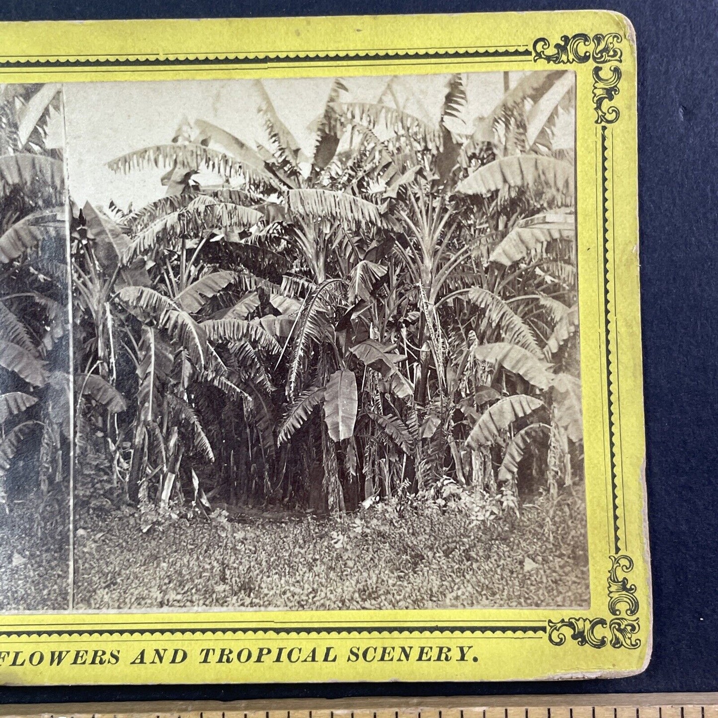 Banana Trees St. Augustine Florida Stereoview Antique c1885 J.I. Mackey Y092