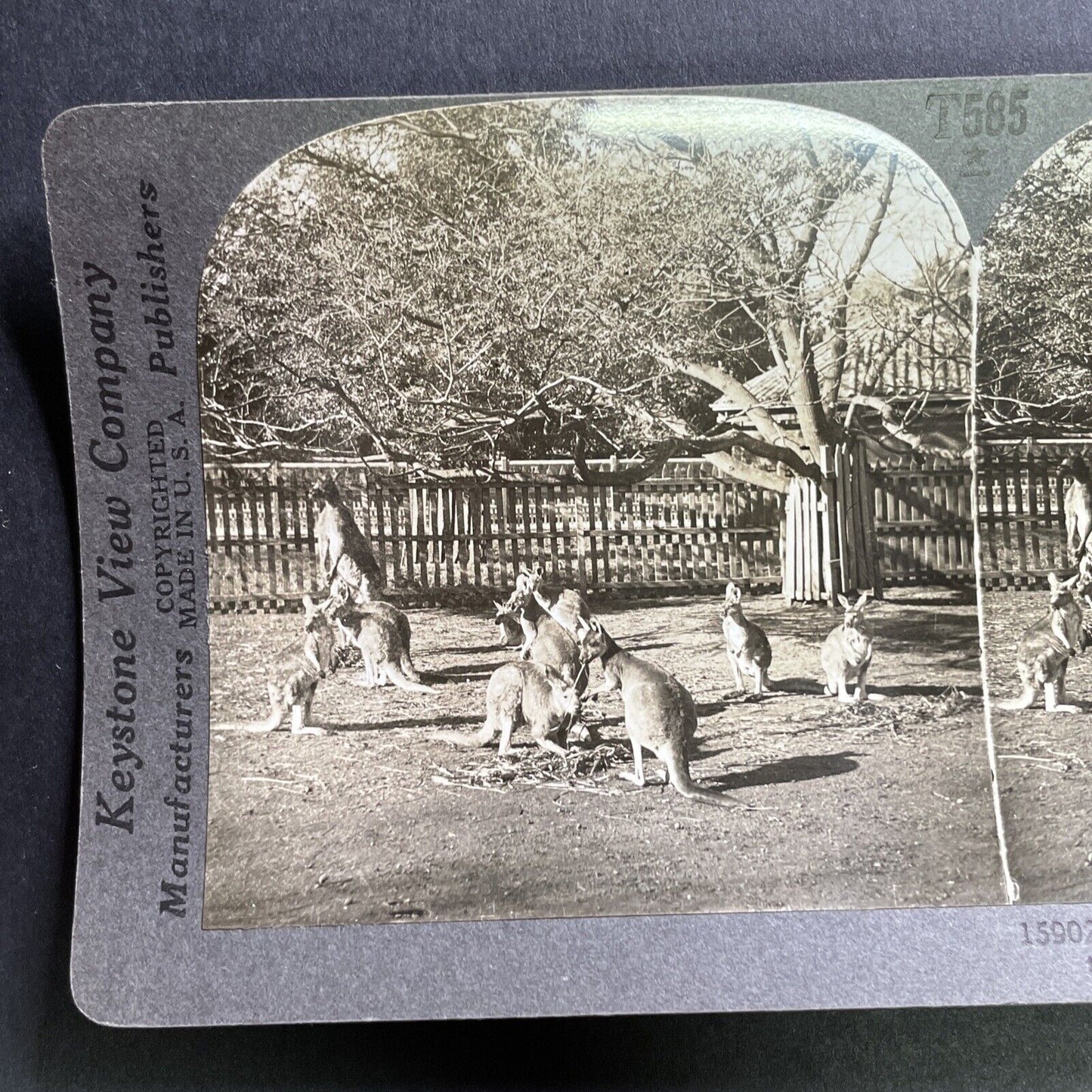 Antique 1918 Kangaroos In Adelaide Australia Stereoview Photo Card P1750