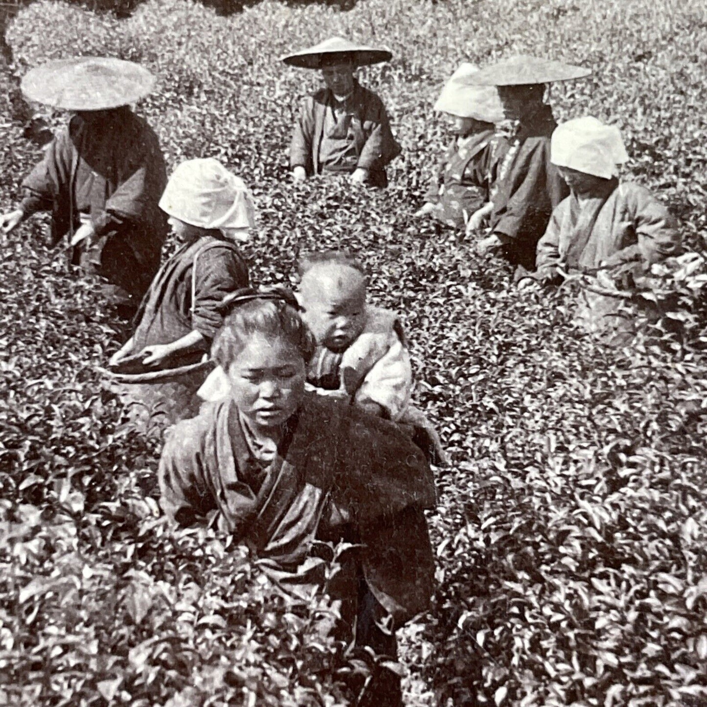 Antique 1896 Women And Children Pick Tea Tokyo Japan Stereoview Photo Card P1500
