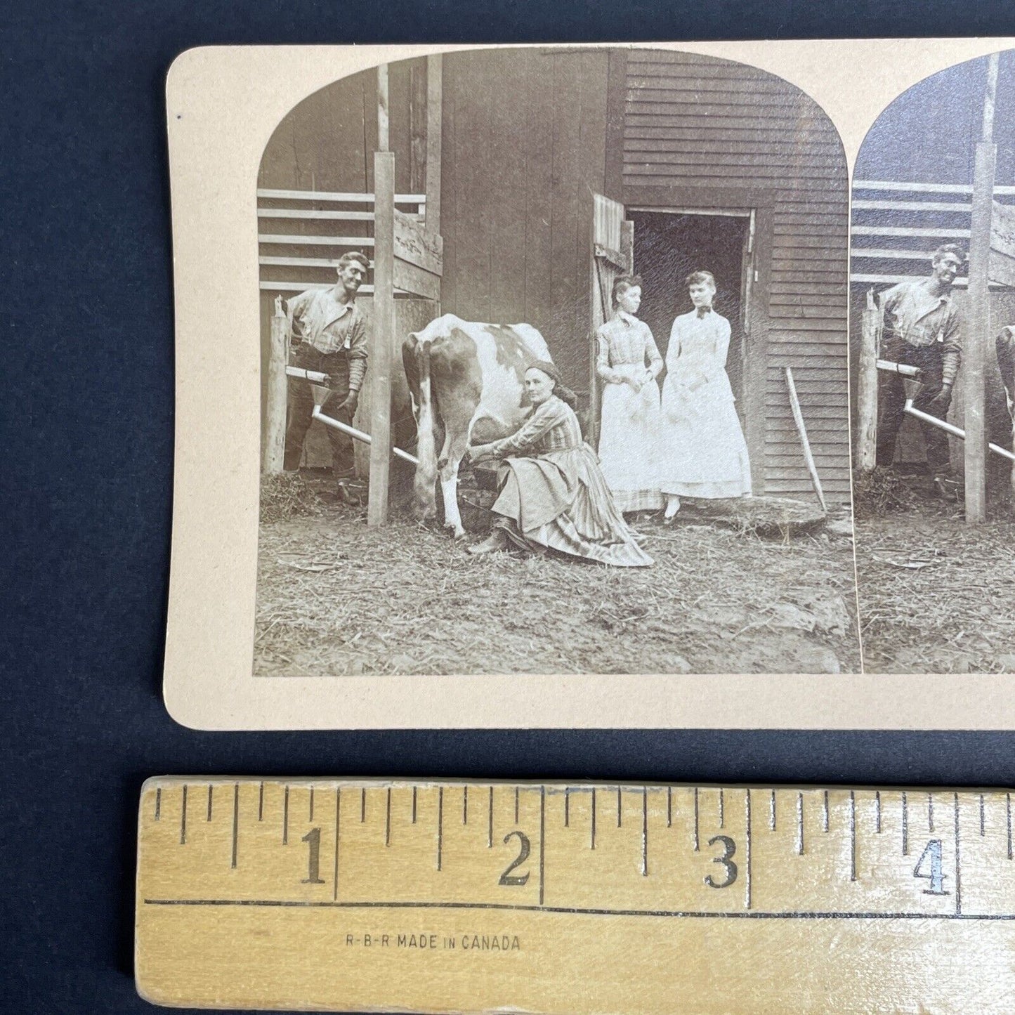 Antique 1870's Diluting Cow Milk Milking Cows Stereoview Photo Card PC798