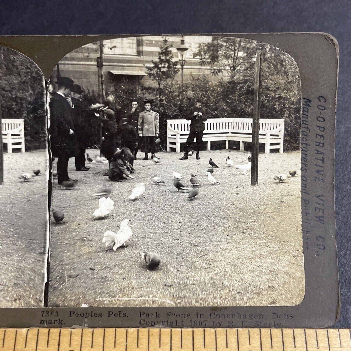 Antique 1907 Children Feed Pigeons Copenhagen Denmark Stereoview Photo Card 4209