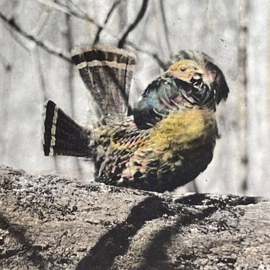 Antique 1908 Partridge Or Ruffed Grouse Drumming Stereoview Photo Card PC787