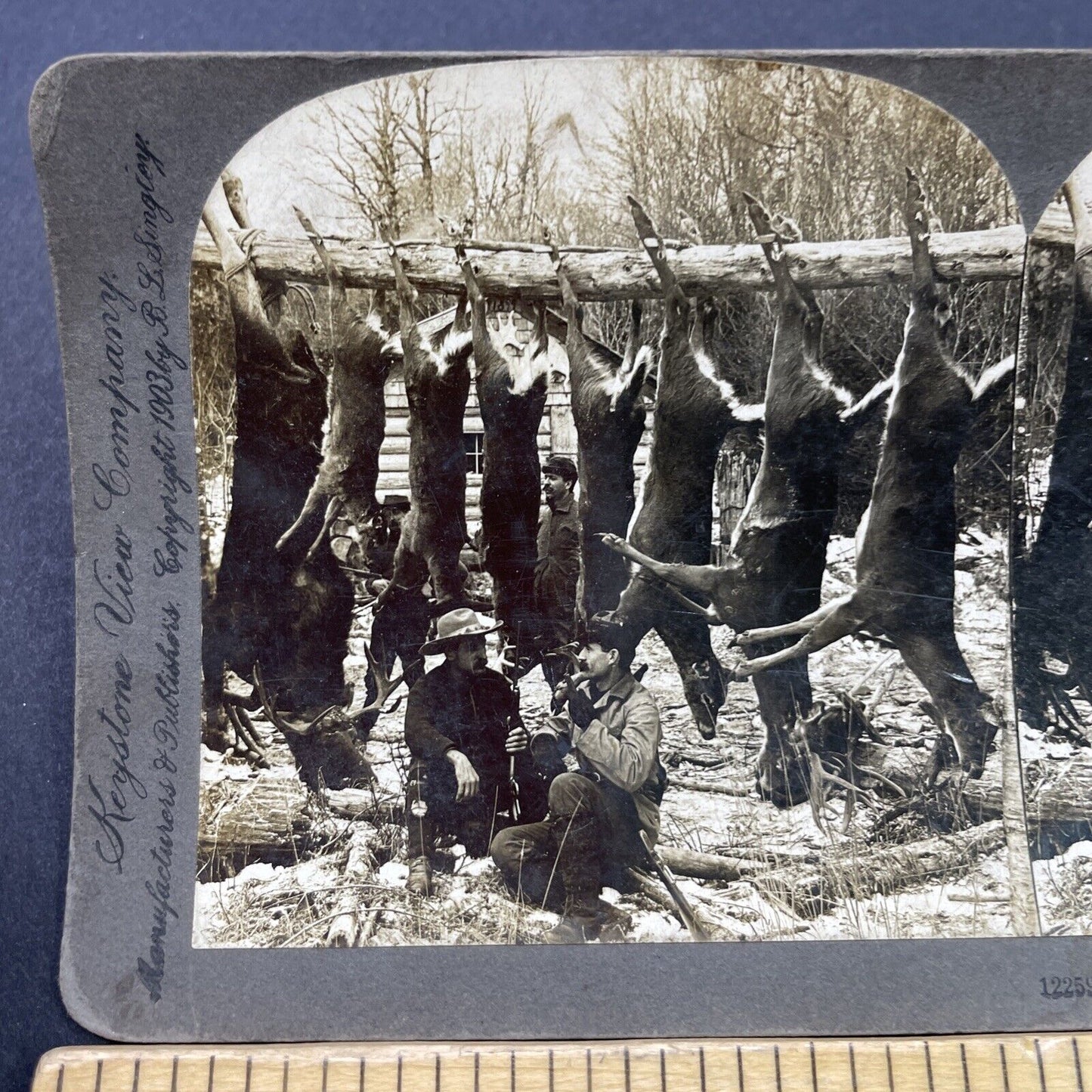 Antique 1903 Deer And Moose Hunting In Maine Stereoview Photo Card P2667