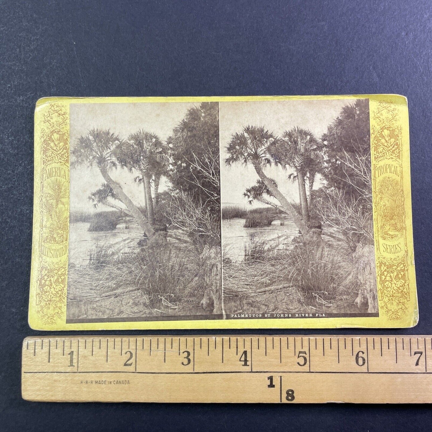 Palm Trees St. Johns River Jacksonville Florida Stereoview Antique c1870 Y064