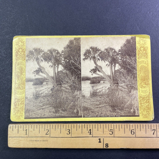 Palm Trees St. Johns River Jacksonville Florida Stereoview Antique c1870 Y064