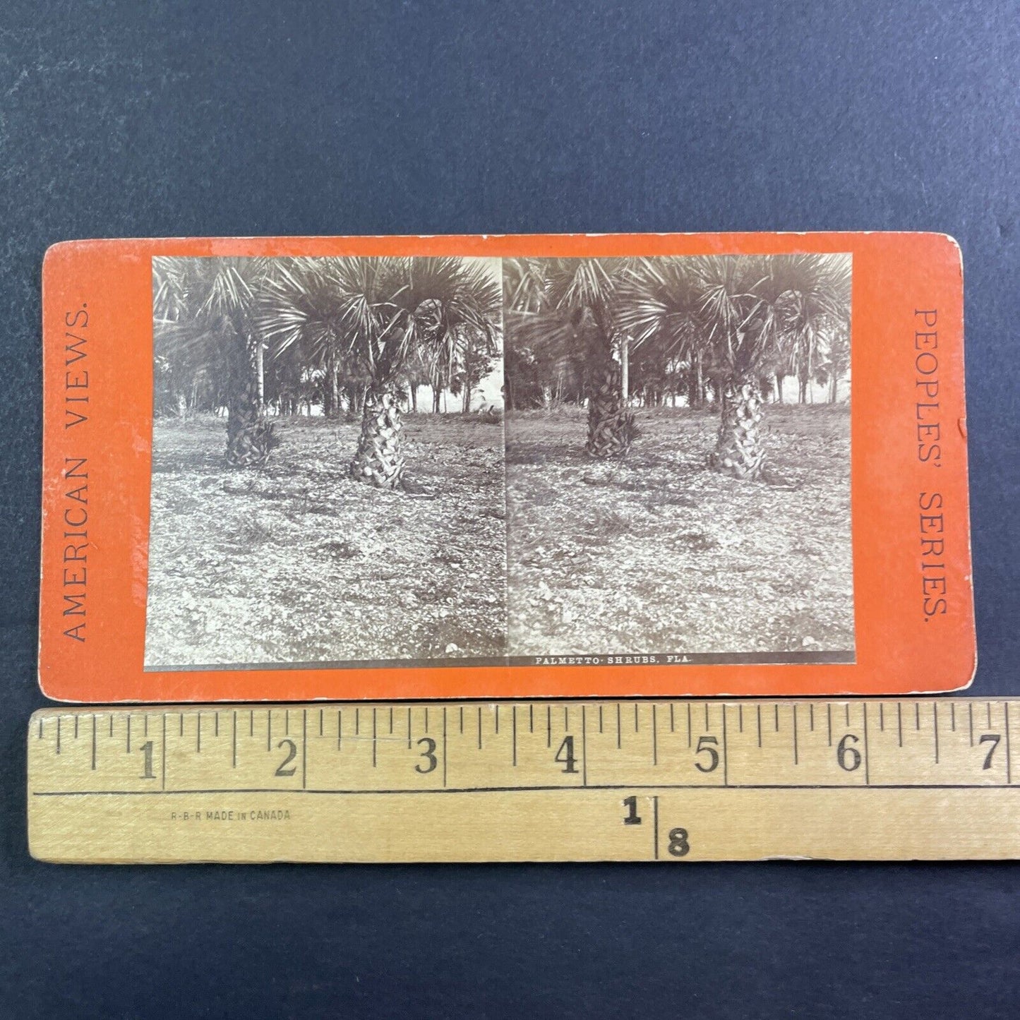 Palm Trees Palmetto Shrubs Stereoview Florida Antique c1870 Y066