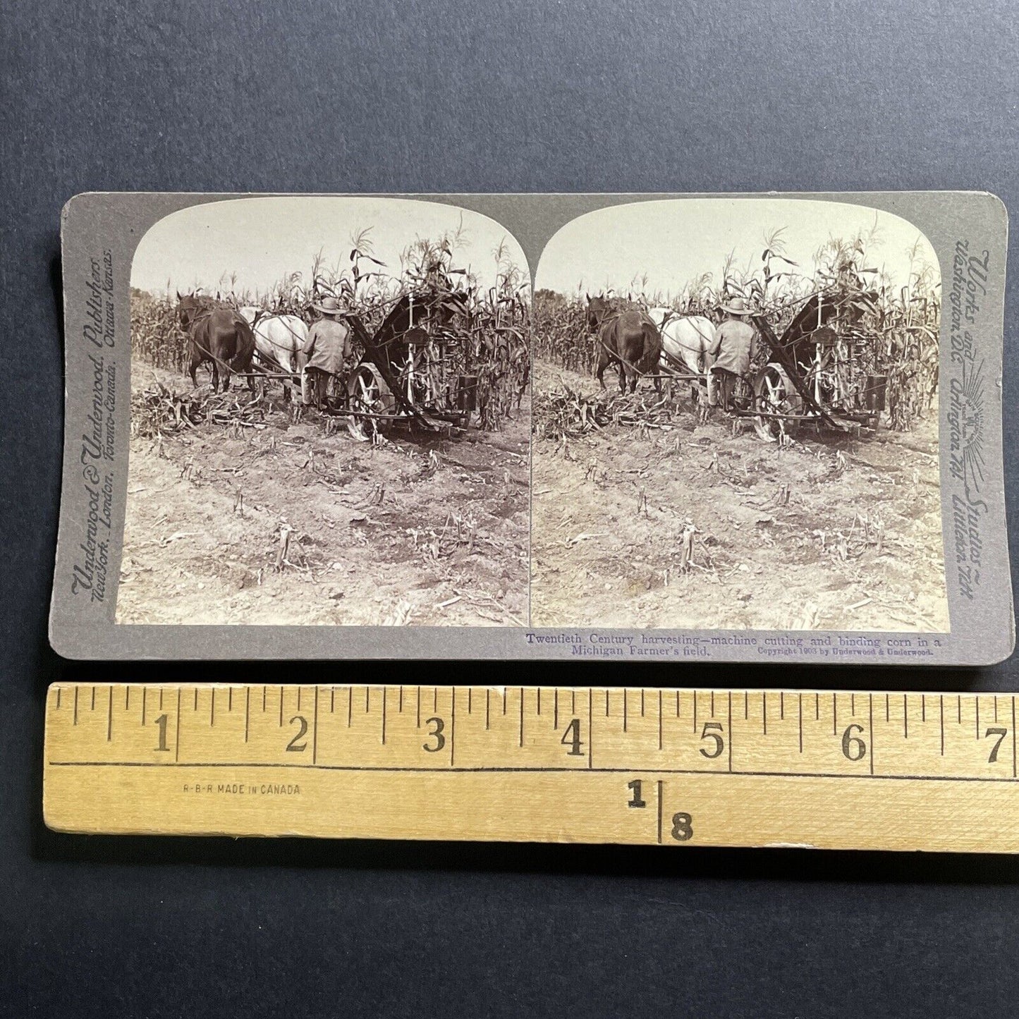 Antique 1903 Fall Corn Harvest Michigan USA Stereoview Photo Card P1768