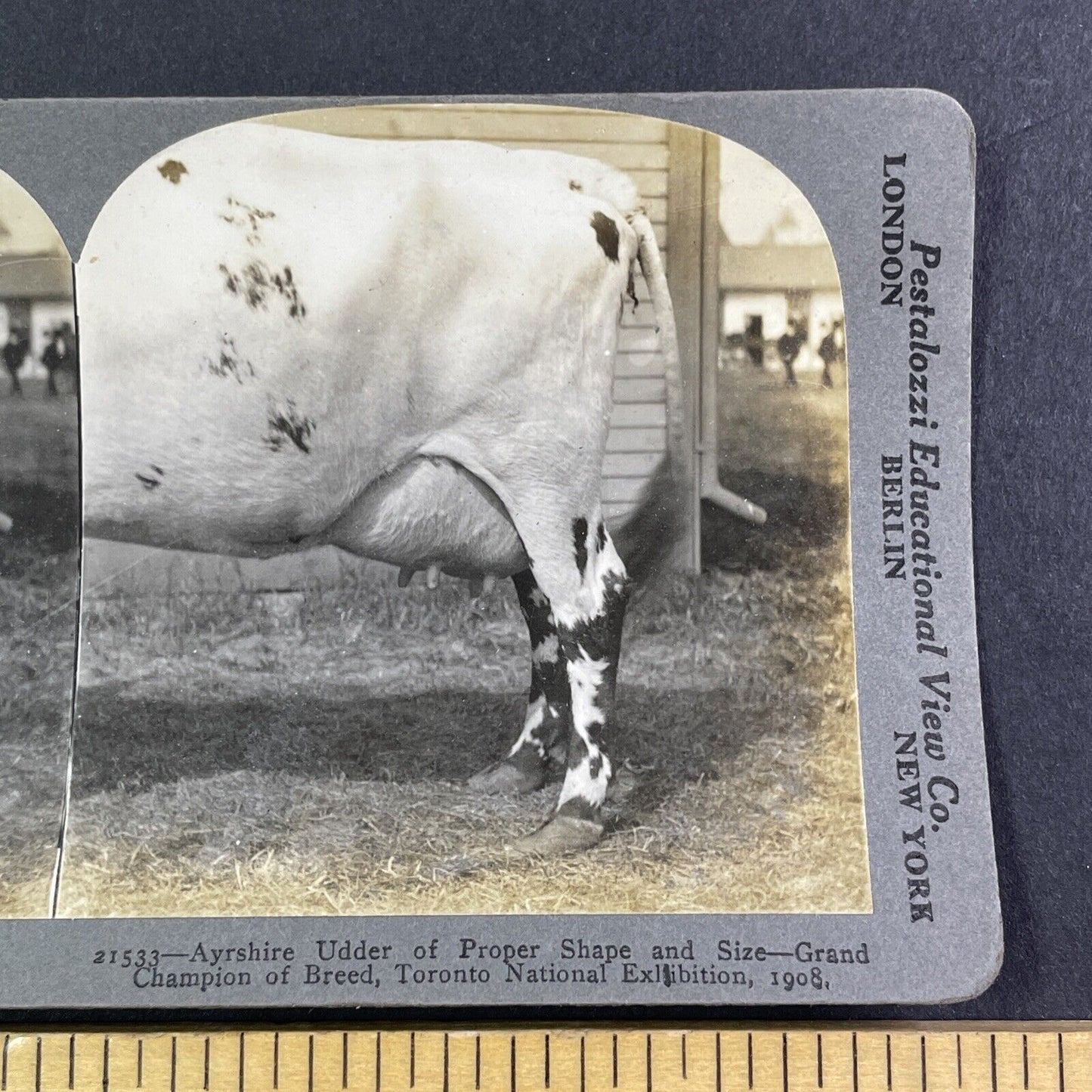 Ayrshire Cow Udder Toronto Exhibition Stereoview Pestalozzi c1909 Y2736