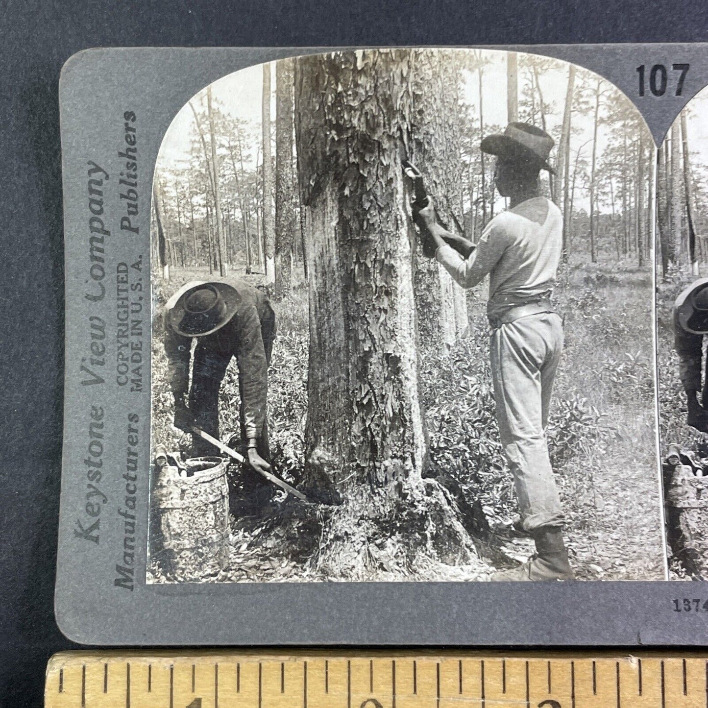 Men Stripping Trees For Turpentine Stereoview Savannah GA Antique c1909 X4111