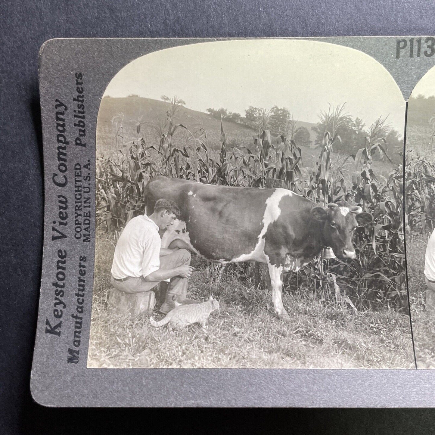 Antique 1920 Milking A Cow Feeding A Cat Stereoview Photo Card P1783