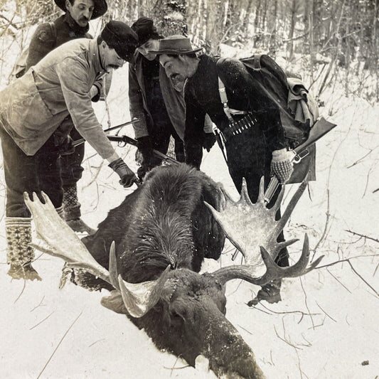 Antique 1899 Moose Hunting In Presque Isle Maine Stereoview Photo Card P3765